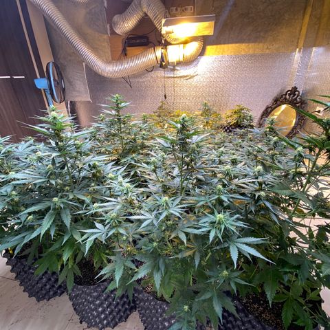 #21 growlog timeline photo