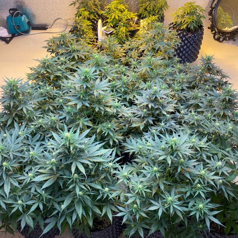 #21 growlog timeline photo