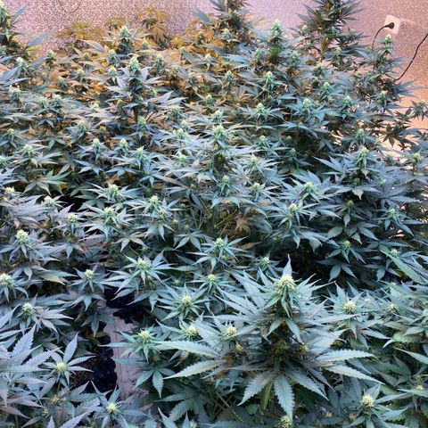#21 growlog timeline photo