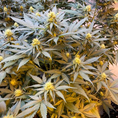 #21 growlog timeline photo