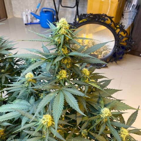#21 growlog timeline photo
