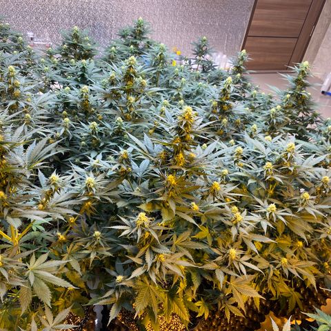 #21 growlog timeline photo