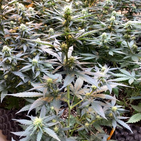 #21 growlog timeline photo