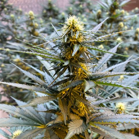 #21 growlog timeline photo