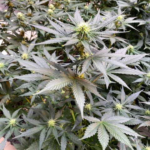 #21 growlog timeline photo