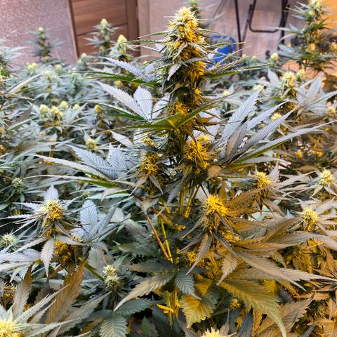 #21 growlog timeline photo
