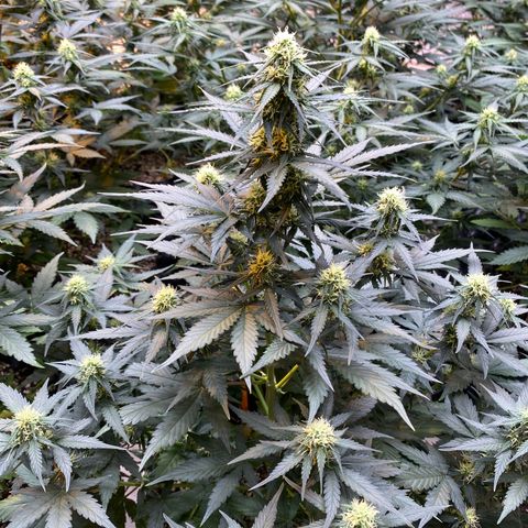 #21 growlog timeline photo