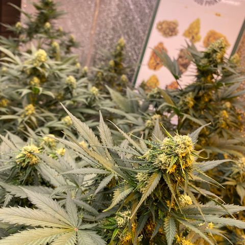 #21 growlog timeline photo