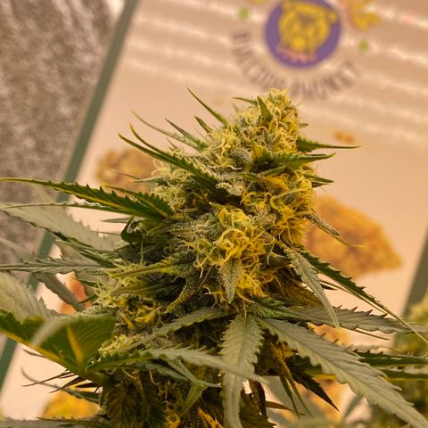 #21 growlog timeline photo