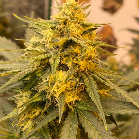 #21 growlog timeline photo