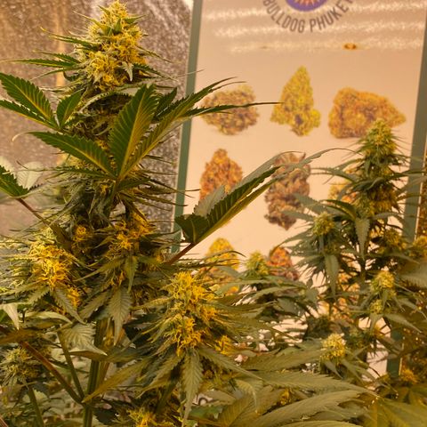 #21 growlog timeline photo