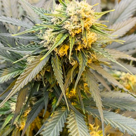 #21 growlog timeline photo