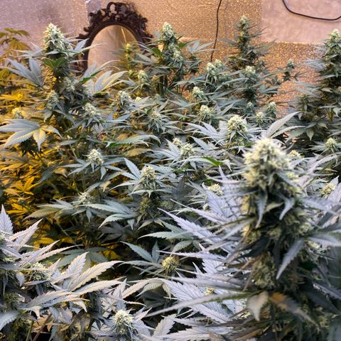 #21 growlog timeline photo