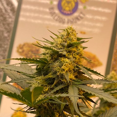 #21 growlog timeline photo