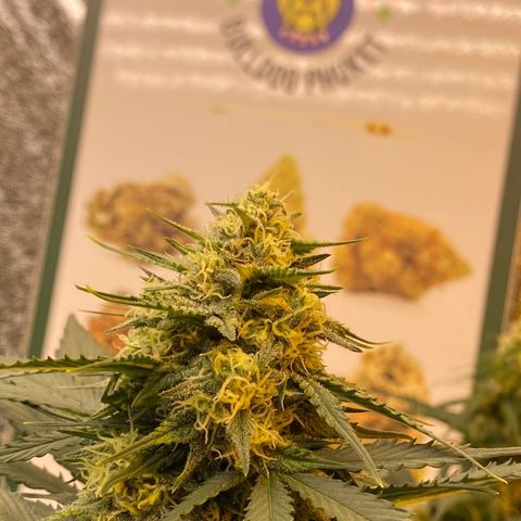#21 growlog timeline photo