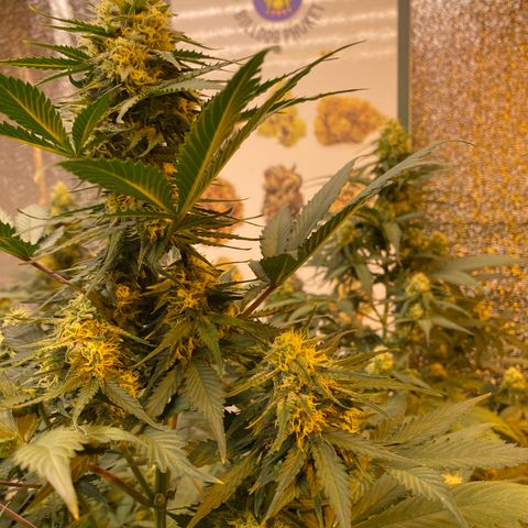 #21 growlog timeline photo