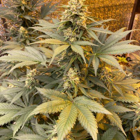 #21 growlog timeline photo