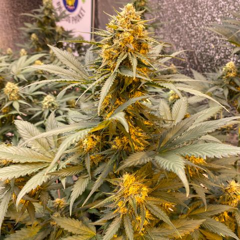 #21 growlog timeline photo