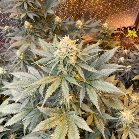 #21 growlog timeline photo