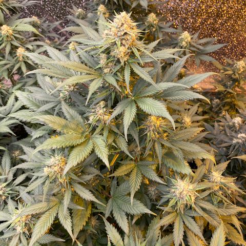 #21 growlog timeline photo