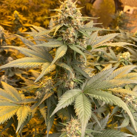 #21 growlog timeline photo
