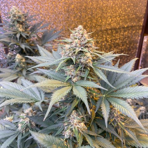 #21 growlog timeline photo