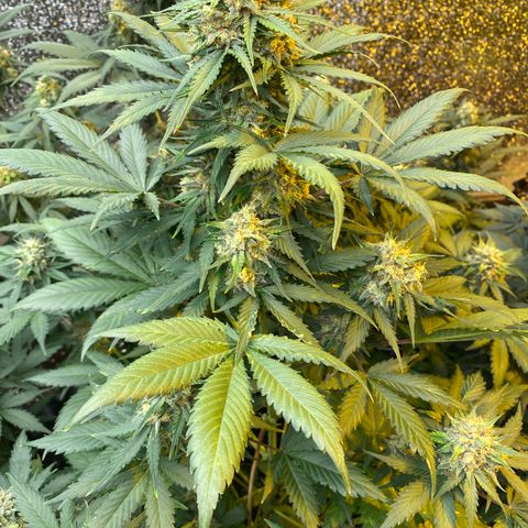#21 growlog timeline photo