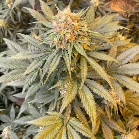 #21 growlog timeline photo