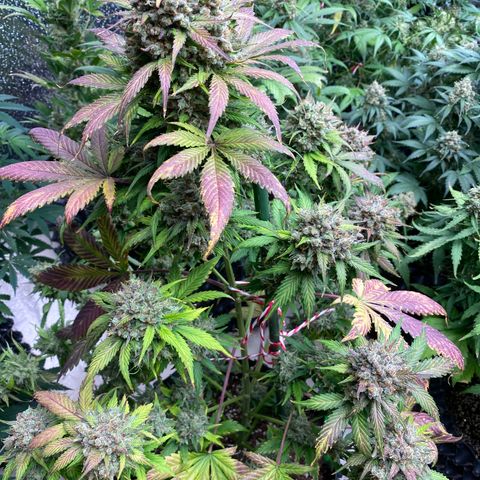 #21 growlog timeline photo