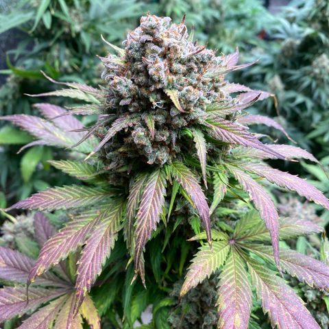 #21 growlog timeline photo