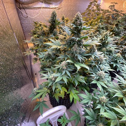 #21 growlog timeline photo