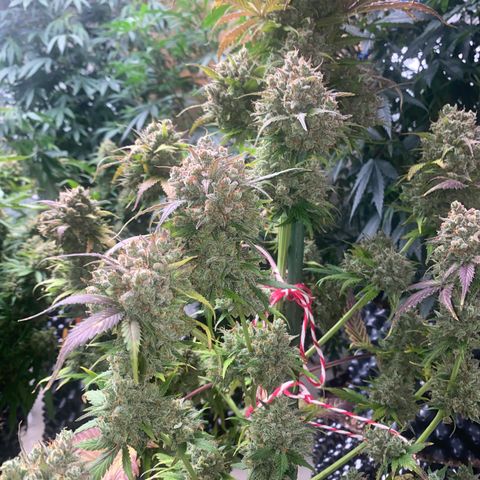 #21 growlog timeline photo