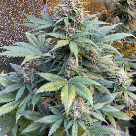 #21 growlog timeline photo