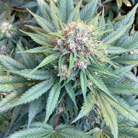 #21 growlog timeline photo