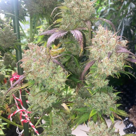#21 growlog timeline photo