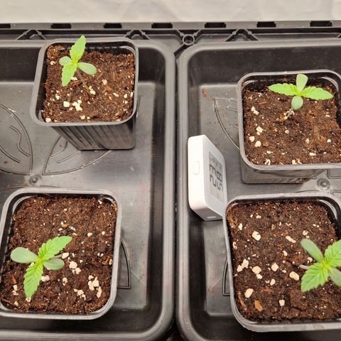 Mimosa x Orange Punch growlog timeline photo