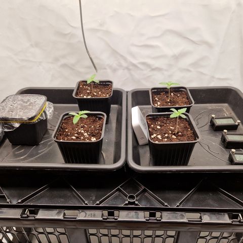 Mimosa x Orange Punch growlog timeline photo