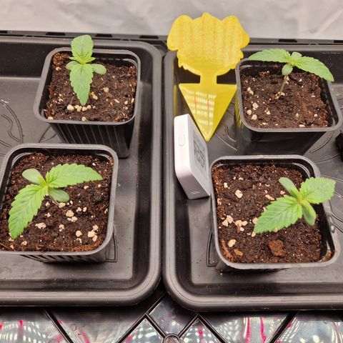 Mimosa x Orange Punch growlog timeline photo