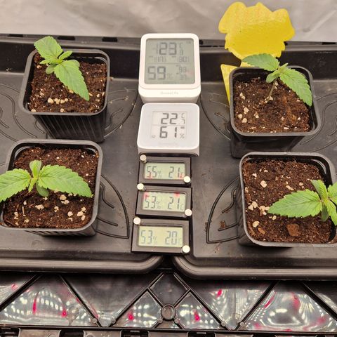 Mimosa x Orange Punch growlog timeline photo