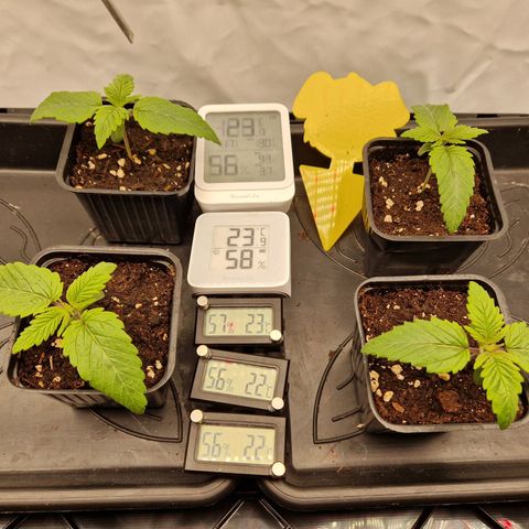 Mimosa x Orange Punch growlog timeline photo