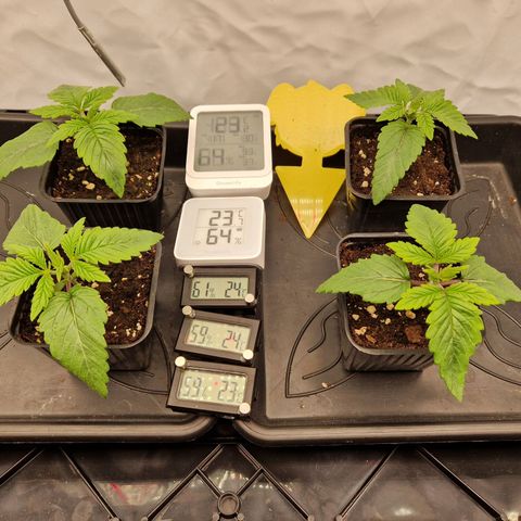 Mimosa x Orange Punch growlog timeline photo