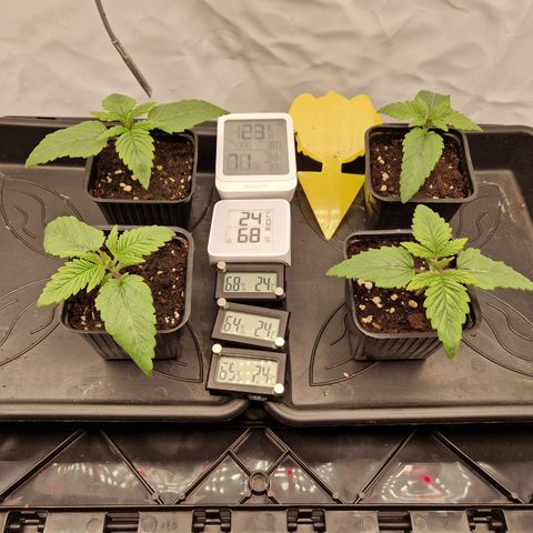 Mimosa x Orange Punch growlog timeline photo