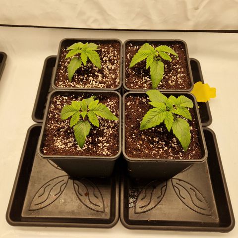 Mimosa x Orange Punch growlog timeline photo