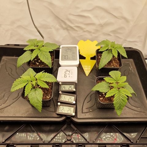 Mimosa x Orange Punch growlog timeline photo