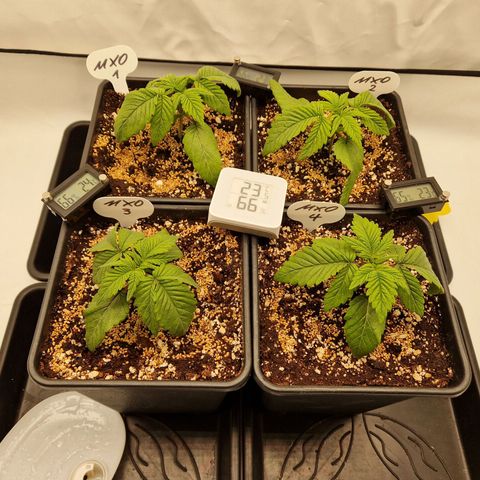 Mimosa x Orange Punch growlog timeline photo