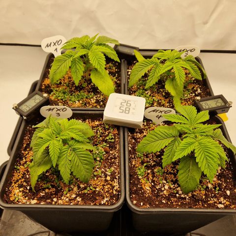Mimosa x Orange Punch growlog timeline photo