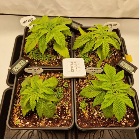 Mimosa x Orange Punch growlog timeline photo