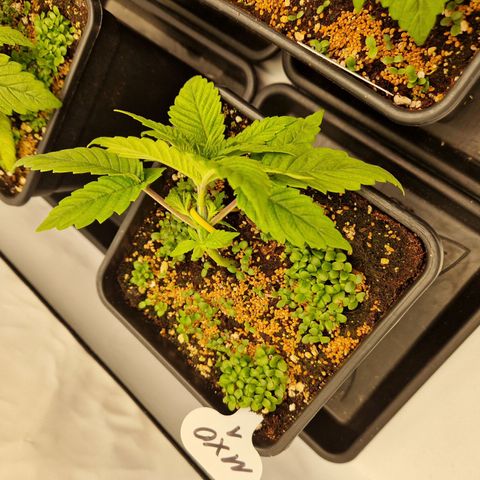 Mimosa x Orange Punch growlog timeline photo