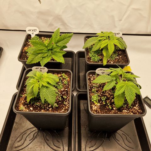 Mimosa x Orange Punch growlog timeline photo