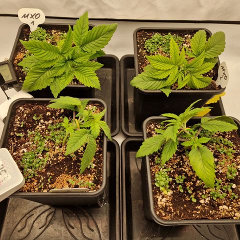 Mimosa x Orange Punch growlog timeline photo